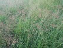 grass