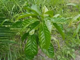 A picture of 1 ACRE FOR SALE IN NAKASEKE KAPEEKA
