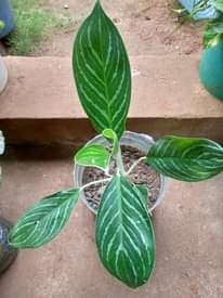 A picture of Nauza Maua