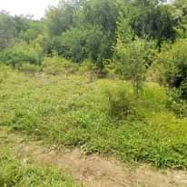 A picture of Shamba la eka 20 linauzwa masuguru kata ya kiwangwa wilaya