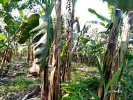 A picture of 1 AND HALF FERTILE ACRE FOR SALE IN NAKASEKE KAPEEKA
