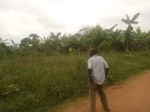 A picture of Matugga migadde plot with plantation