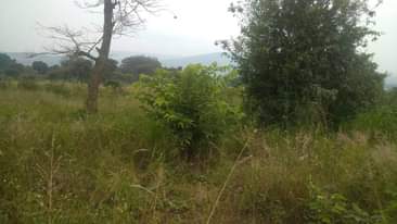 A picture of 15 acres of private milo land for sale in Namutamba