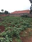 A picture of Quick plots on sale Gayaza road kabubu