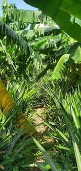 A picture of Shamba la kulima nanasi linauzwa kiwangwa eka 10