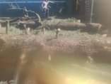 A picture of Tree felling and garden service