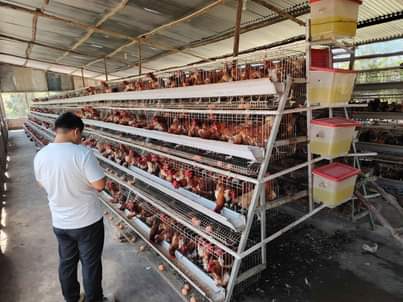A picture of Vifaa vya ufugaji kuku wa nyama na mayai