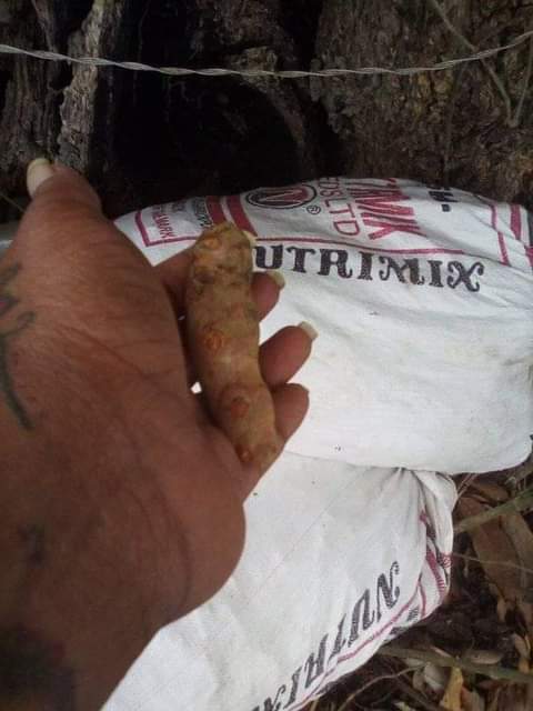 TRINIDAD U.
