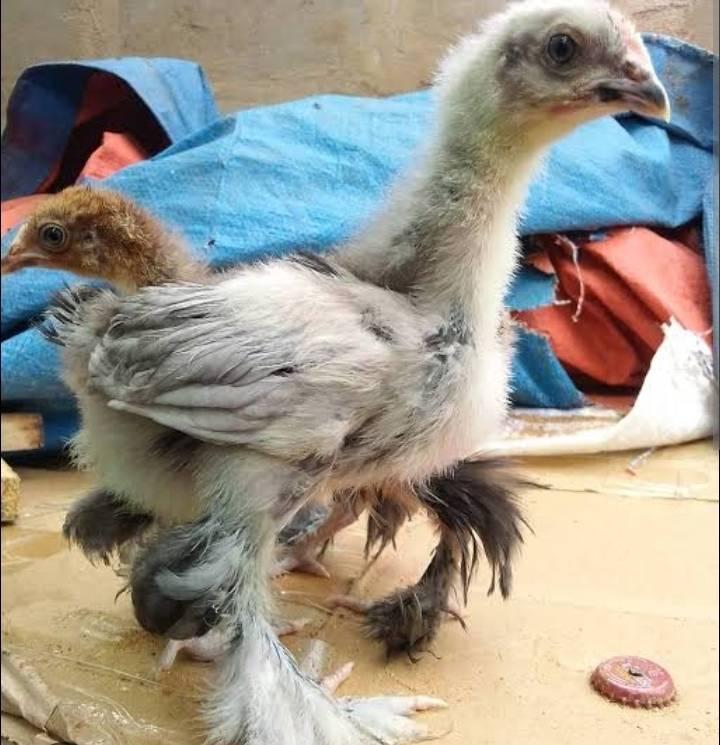 poultry