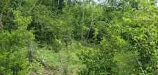 A picture of Shamba linauzwa Kiwangwa heka 50