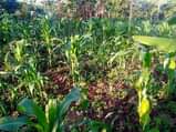 A picture of TWO 2 ACRES AVAILABLE FOR SALE IN BOMBO KALULE 2
