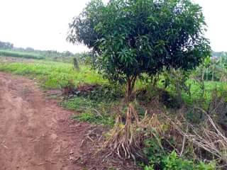 A picture of 14 Acres available for sale in Gobero Wakiso just 3