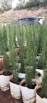 plants