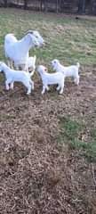 A picture of GOATS