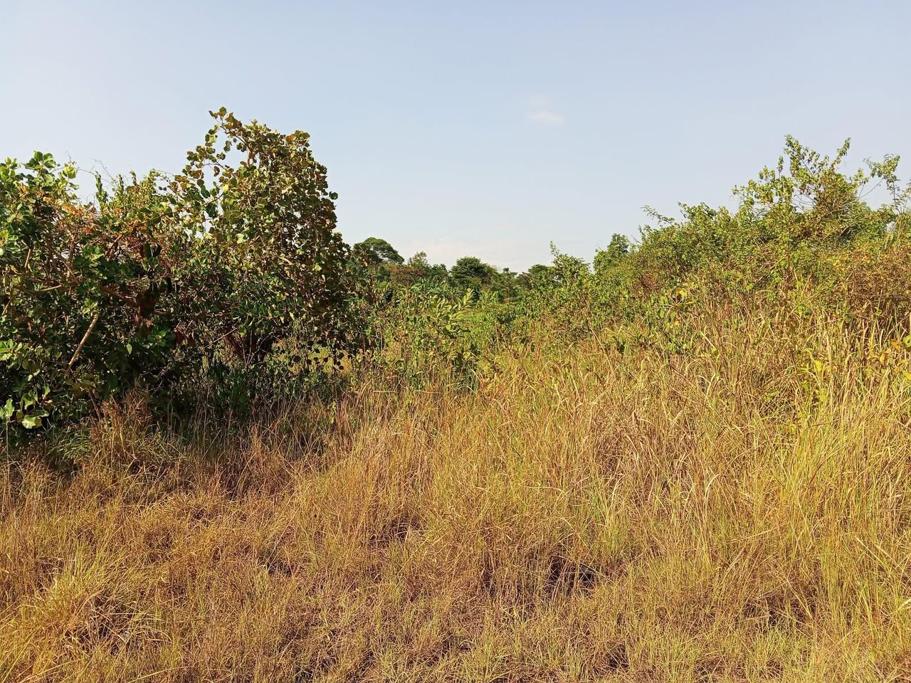 A picture of Land kayunga