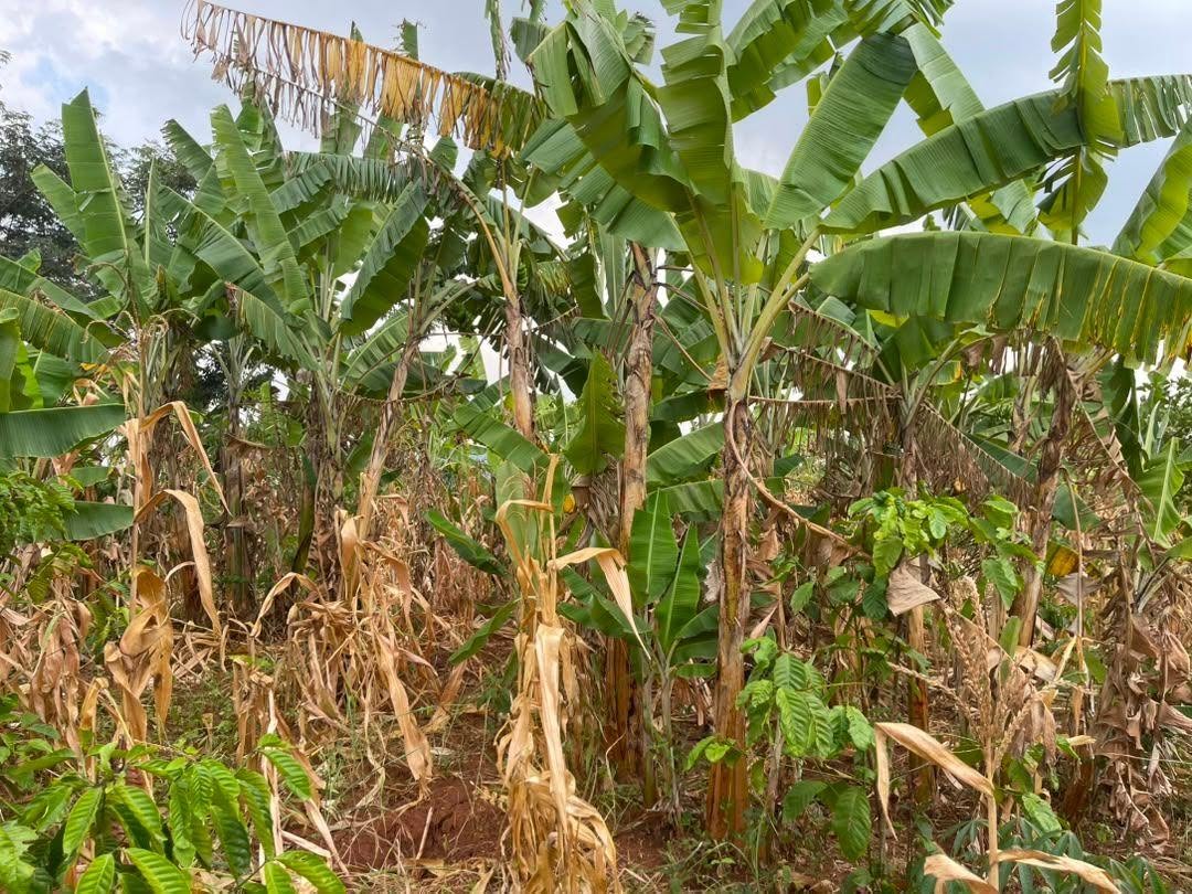 A picture of 50 DECIMALS FOR SALE IN NAKASEKE KAPEEKA BULEMA