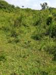 A picture of 30 acres of land for sale in kalong Nakasongola district