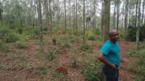 A picture of 50 acres full with caliptus trees on it