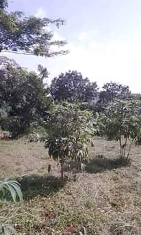 A picture of Plot 50 100