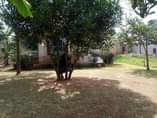 A picture of Kasangati Nangabo house quick sale
