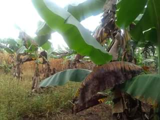 A picture of PLOT 50 171FT FOR SALE IN KYANUUNA ALONG HOIMA ROAD