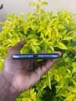 A picture of iPhone 11 plain DOBLE LAIN