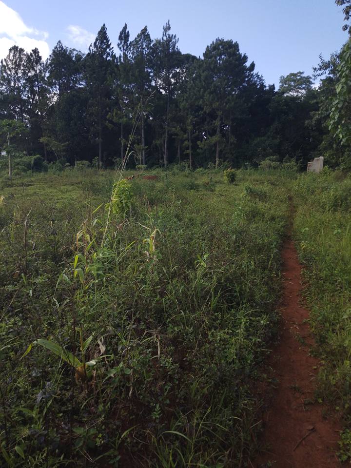 A picture of 3 plots of 50by100ft on quick sale by owner with