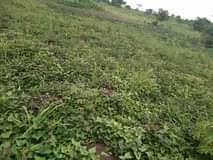 A picture of 15 fertile acres on sale all at 157 5m 10