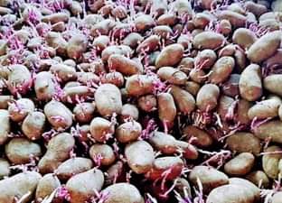 A picture of Certified potatoes seeds