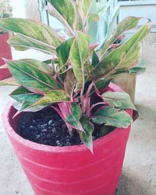 maua