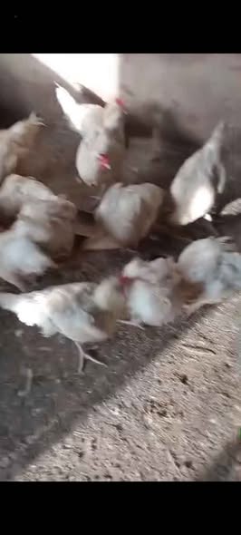 A picture of Chicken in store