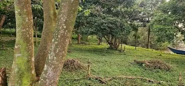 A picture of 260 ACRES ISLAND ON SALE AT MUKONO BWEMA ISLAND UGANDA