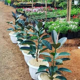 plants