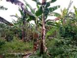 A picture of Busiika kiwangula house on sale