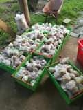 A picture of Taiwan Green Pearl Guava