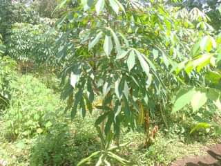 A picture of PLOT 50 100FT FOR SALE IN NAKASEKE KAPEEKA KAKINZI VILLAGE
