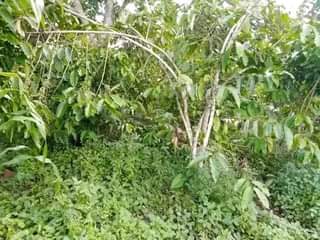 A picture of LAND 121 200 55 188FT FOR SALE IN NAKASEKE KAPEEKA