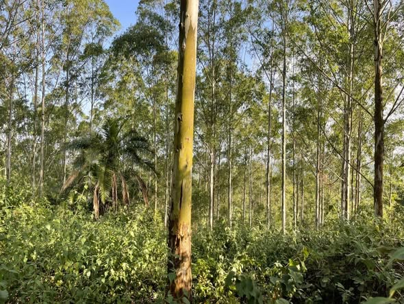 A picture of 60 TITLED ACRES FOR SALE IN NAKASEKE KAPEEKA