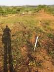 A picture of Good plots of land in sentema for sale near mirembe