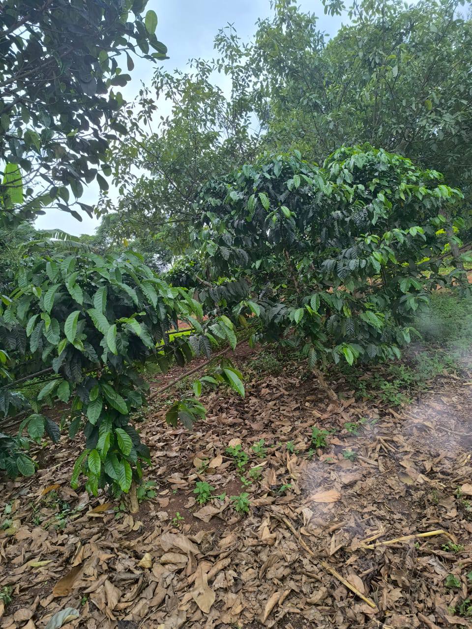 Lukandwa P.