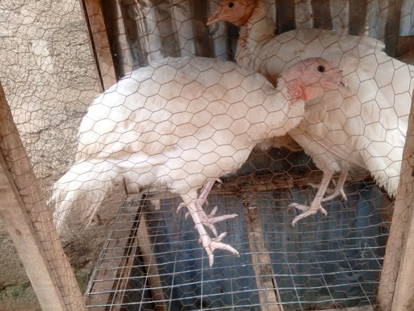 A picture of Turkey