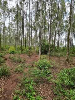Mutebi A.