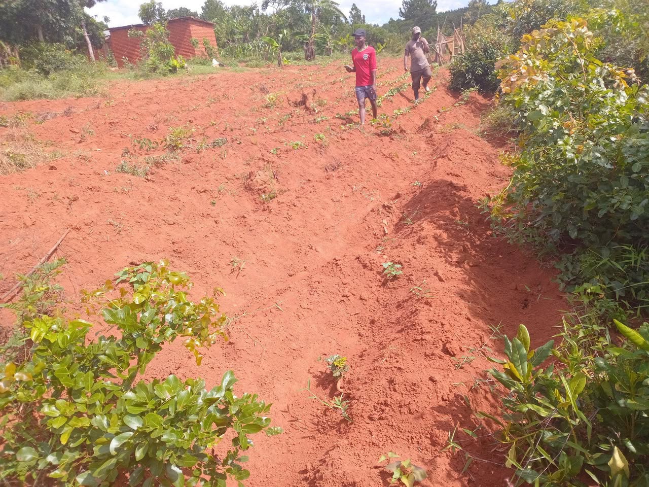 land