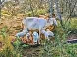 A picture of GOATS