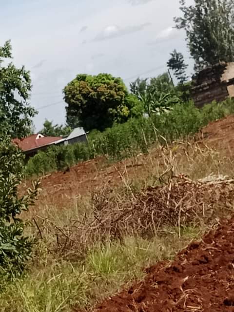 house kahawa