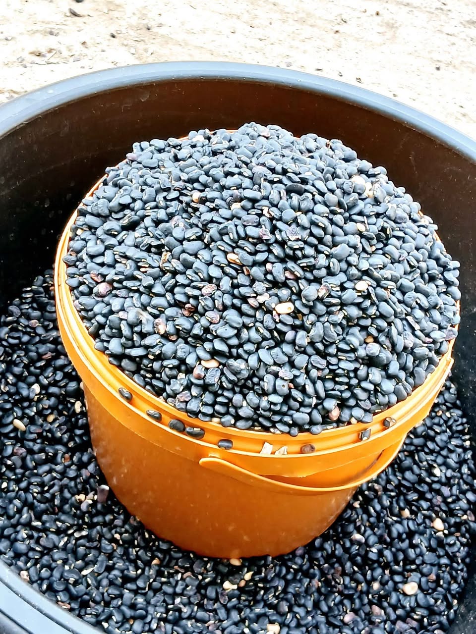 A picture of Black beans akidi 