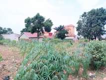 A picture of GOOD DEAL 25Decimals for sale in NAMUGONGO SONDE TOWN just