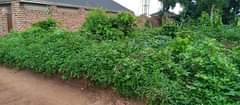 A picture of 50by110 at 37m Gayaza kizawula agreement