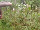 A picture of Land for sale at mukuno 50 100 12.5millions