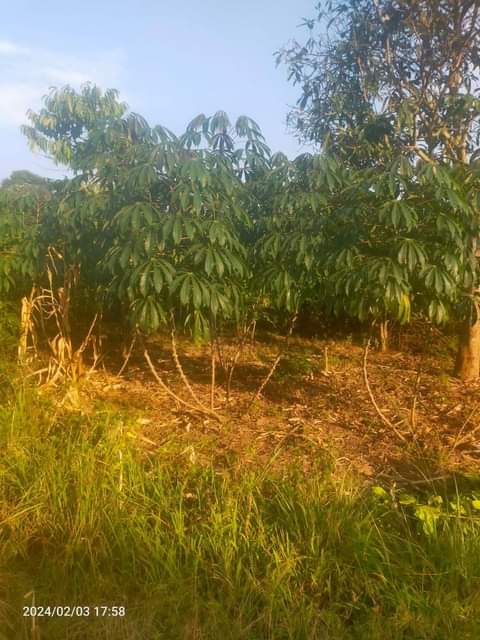 A picture of 3acres